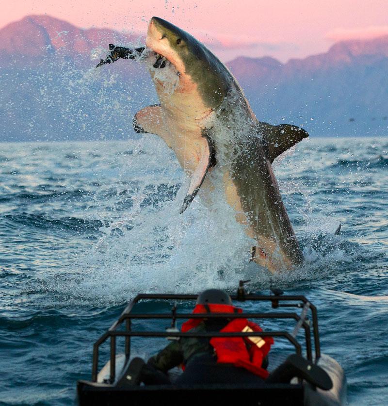 Amazoncom: Shark Week Season 2014: Amazon Digital