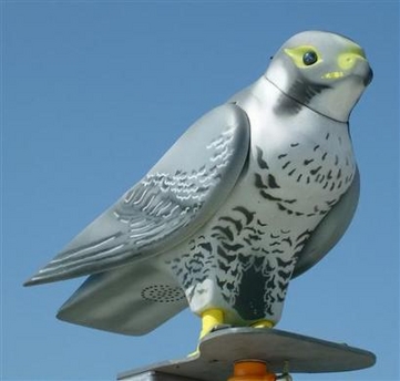 robofalcon_pigeons.jpg