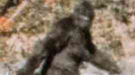 Protectionist Laws for Bigfoot?