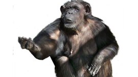 Speech Center Found in Chimps Brain — Can They Converse?